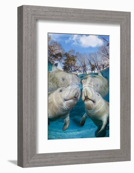 florida manatees close to the surface in shallow water, usa-david fleetham-Framed Photographic Print