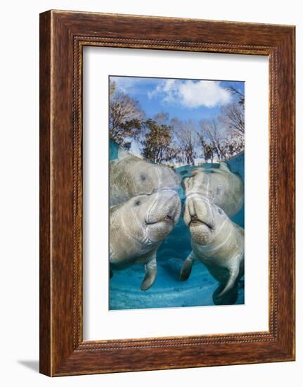 florida manatees close to the surface in shallow water, usa-david fleetham-Framed Photographic Print