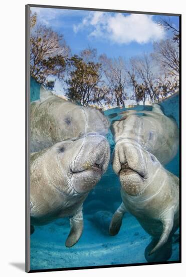 florida manatees close to the surface in shallow water, usa-david fleetham-Mounted Photographic Print