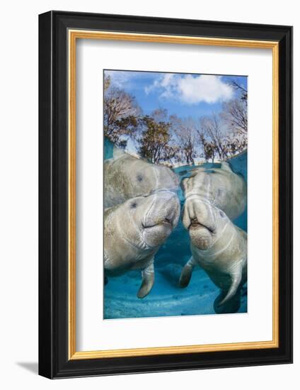 florida manatees close to the surface in shallow water, usa-david fleetham-Framed Photographic Print