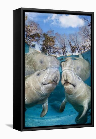 florida manatees close to the surface in shallow water, usa-david fleetham-Framed Premier Image Canvas