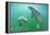 Florida - Manatees Underwater-Lantern Press-Framed Stretched Canvas