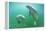 Florida - Manatees Underwater-Lantern Press-Framed Stretched Canvas