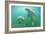 Florida - Manatees Underwater-Lantern Press-Framed Art Print