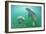 Florida - Manatees Underwater-Lantern Press-Framed Art Print