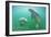 Florida - Manatees Underwater-Lantern Press-Framed Art Print