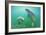 Florida - Manatees Underwater-Lantern Press-Framed Art Print