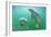 Florida - Manatees Underwater-Lantern Press-Framed Art Print