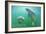 Florida - Manatees Underwater-Lantern Press-Framed Art Print