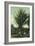 Florida - Men Standing by Huge Date Palm-Lantern Press-Framed Art Print