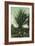 Florida - Men Standing by Huge Date Palm-Lantern Press-Framed Art Print