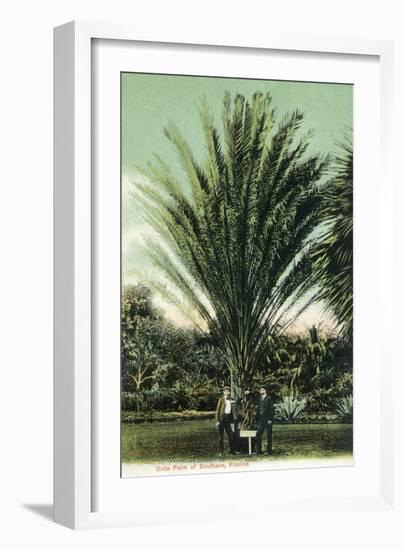 Florida - Men Standing by Huge Date Palm-Lantern Press-Framed Art Print