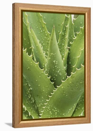 Florida, Naples Botanical Gard, Tree Aloe-Rob Tilley-Framed Premier Image Canvas