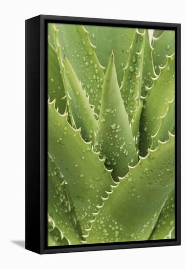 Florida, Naples Botanical Gard, Tree Aloe-Rob Tilley-Framed Premier Image Canvas