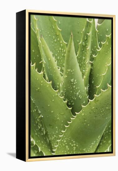 Florida, Naples Botanical Gard, Tree Aloe-Rob Tilley-Framed Premier Image Canvas