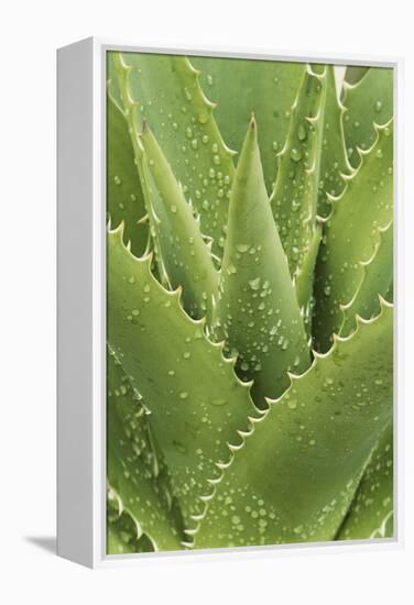 Florida, Naples Botanical Gard, Tree Aloe-Rob Tilley-Framed Premier Image Canvas