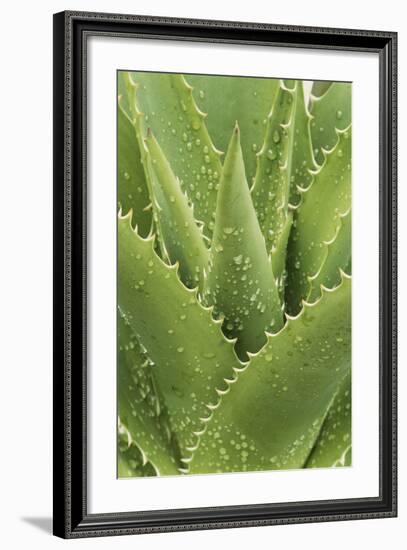 Florida, Naples Botanical Gard, Tree Aloe-Rob Tilley-Framed Photographic Print