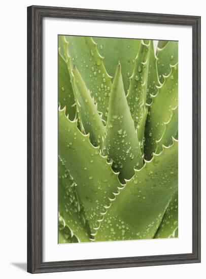 Florida, Naples Botanical Gard, Tree Aloe-Rob Tilley-Framed Photographic Print