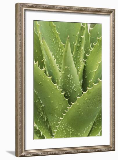 Florida, Naples Botanical Gard, Tree Aloe-Rob Tilley-Framed Photographic Print