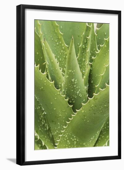 Florida, Naples Botanical Gard, Tree Aloe-Rob Tilley-Framed Photographic Print