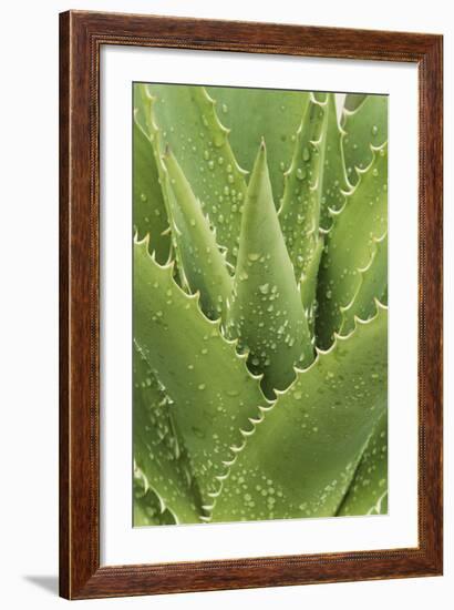 Florida, Naples Botanical Gard, Tree Aloe-Rob Tilley-Framed Photographic Print