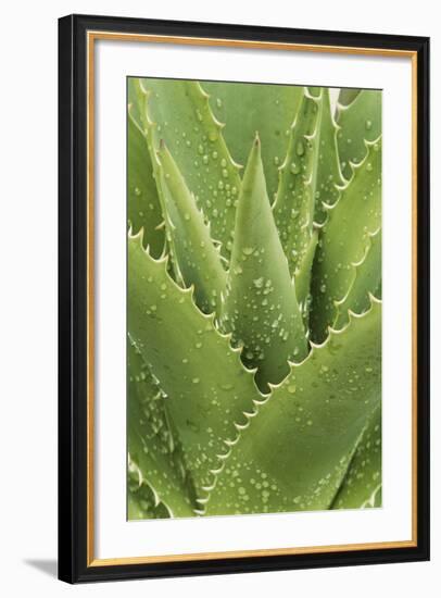 Florida, Naples Botanical Gard, Tree Aloe-Rob Tilley-Framed Photographic Print