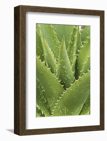 Florida, Naples Botanical Gard, Tree Aloe-Rob Tilley-Framed Photographic Print