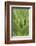 Florida, Naples Botanical Gard, Tree Aloe-Rob Tilley-Framed Photographic Print