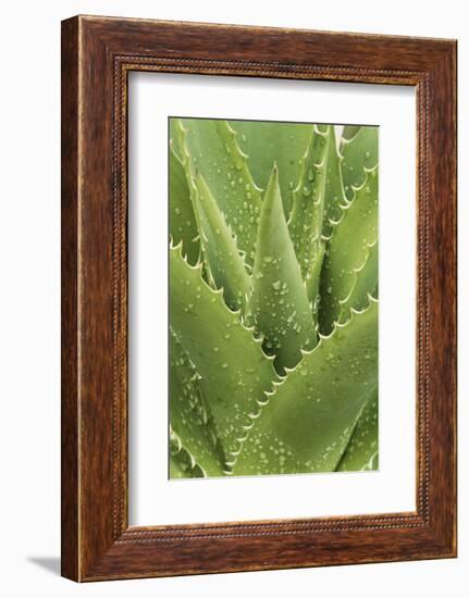 Florida, Naples Botanical Gard, Tree Aloe-Rob Tilley-Framed Photographic Print