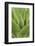 Florida, Naples Botanical Gard, Tree Aloe-Rob Tilley-Framed Photographic Print