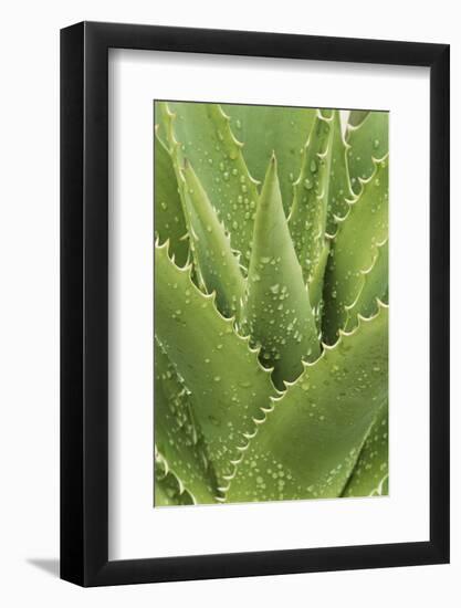 Florida, Naples Botanical Gard, Tree Aloe-Rob Tilley-Framed Photographic Print