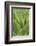 Florida, Naples Botanical Gard, Tree Aloe-Rob Tilley-Framed Photographic Print