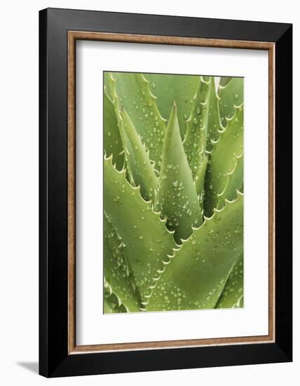 Florida, Naples Botanical Gard, Tree Aloe-Rob Tilley-Framed Photographic Print