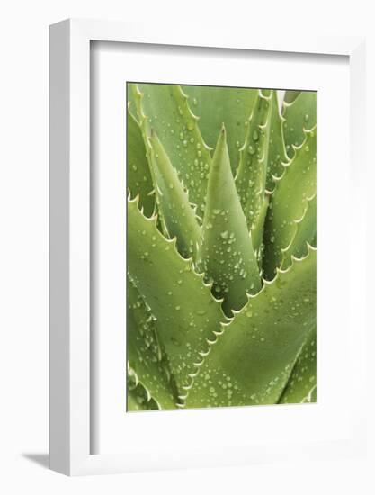 Florida, Naples Botanical Gard, Tree Aloe-Rob Tilley-Framed Photographic Print