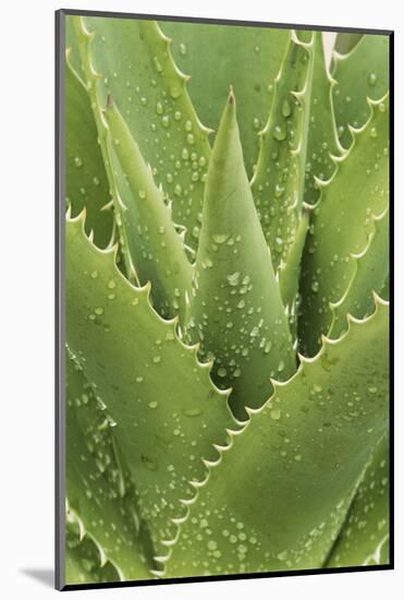 Florida, Naples Botanical Gard, Tree Aloe-Rob Tilley-Mounted Photographic Print