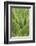 Florida, Naples Botanical Gard, Tree Aloe-Rob Tilley-Framed Photographic Print