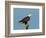 Florida, North Fort Meyers, Bayshore Drive, Bald Eagle Screaming-Bernard Friel-Framed Photographic Print