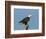 Florida, North Fort Meyers, Bayshore Drive, Bald Eagle Screaming-Bernard Friel-Framed Photographic Print