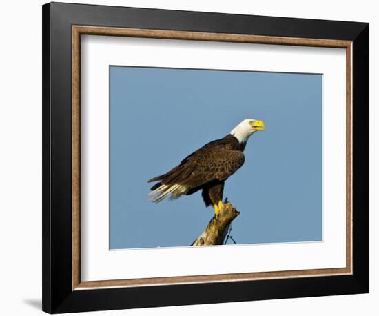 Florida, North Fort Meyers, Bayshore Drive, Bald Eagle Screaming-Bernard Friel-Framed Photographic Print