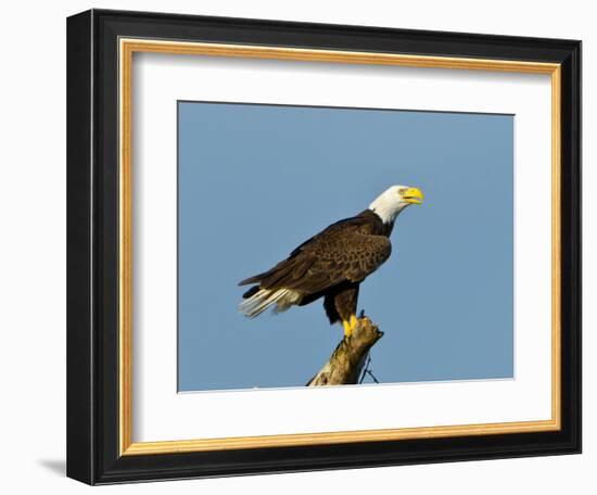 Florida, North Fort Meyers, Bayshore Drive, Bald Eagle Screaming-Bernard Friel-Framed Photographic Print