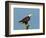 Florida, North Fort Meyers, Bayshore Drive, Bald Eagle Screaming-Bernard Friel-Framed Photographic Print