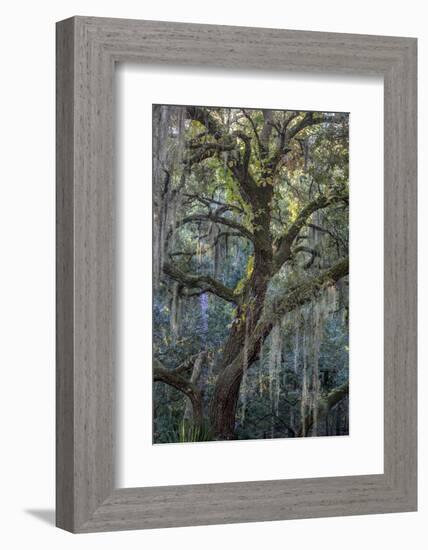 Florida, Oak Draped with Spanish Moss and Other Tropical Vegetation-Judith Zimmerman-Framed Photographic Print