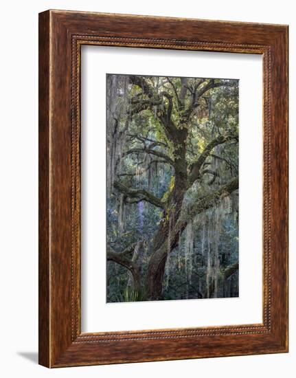 Florida, Oak Draped with Spanish Moss and Other Tropical Vegetation-Judith Zimmerman-Framed Photographic Print