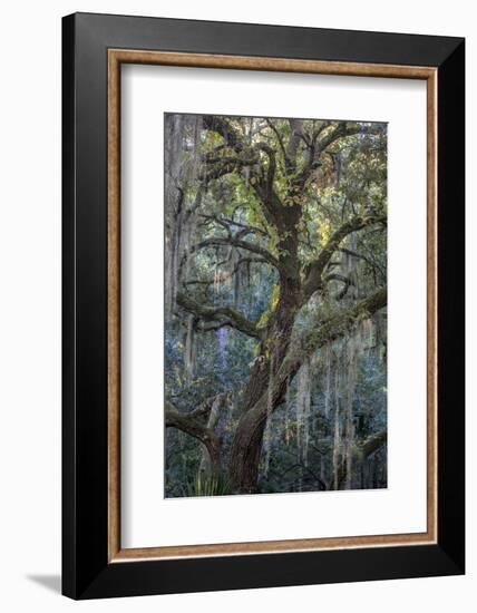 Florida, Oak Draped with Spanish Moss and Other Tropical Vegetation-Judith Zimmerman-Framed Photographic Print