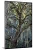 Florida, Oak Draped with Spanish Moss and Other Tropical Vegetation-Judith Zimmerman-Mounted Photographic Print