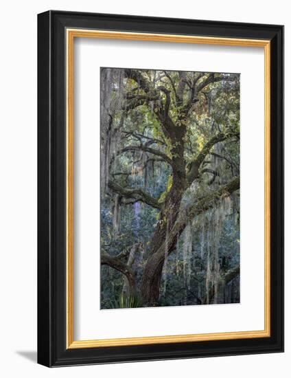 Florida, Oak Draped with Spanish Moss and Other Tropical Vegetation-Judith Zimmerman-Framed Photographic Print