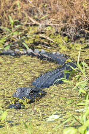 print alligator florida orange river john st city engelbrecht jim just