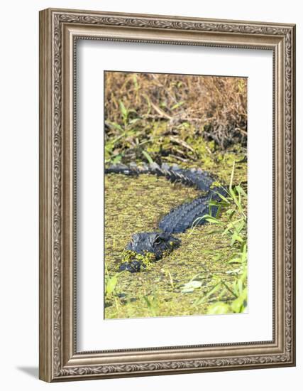 Florida, Orange City, St. John River, Alligator-Jim Engelbrecht-Framed Photographic Print