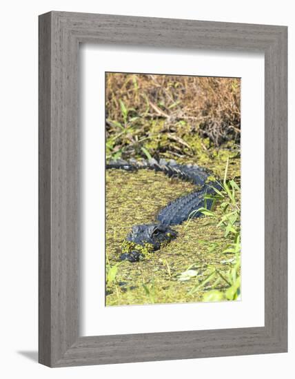 Florida, Orange City, St. John River, Alligator-Jim Engelbrecht-Framed Photographic Print