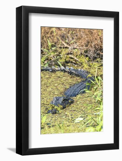 Florida, Orange City, St. John River, Alligator-Jim Engelbrecht-Framed Photographic Print